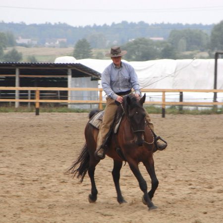 my-horses-training