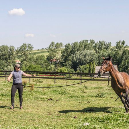 Amidora-Horsemanship-moje-konie